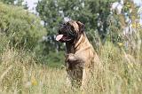 BULLMASTIFF 270